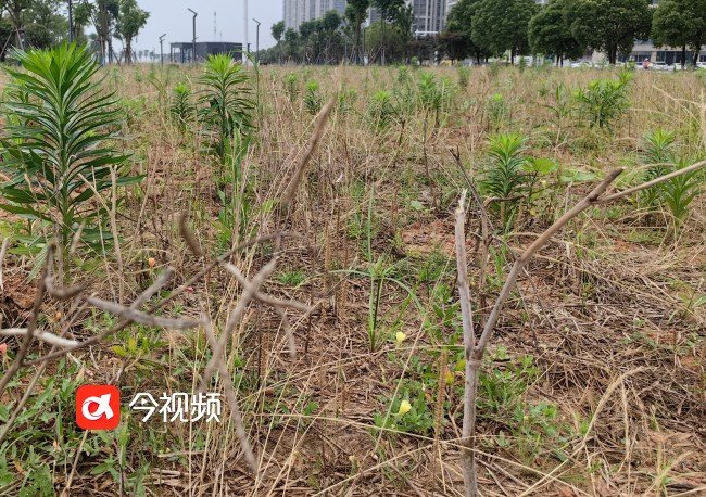 残留的油菜梗