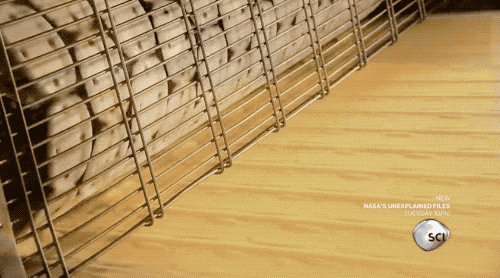 4.gif